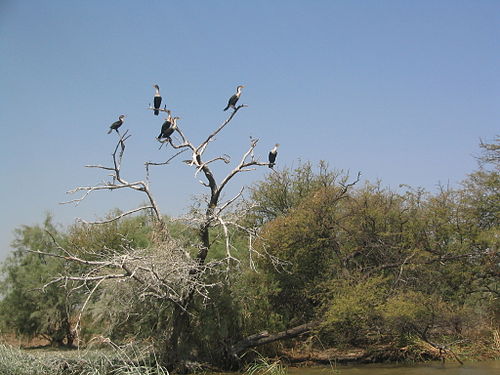 Djoudj National Bird Sanctuary
